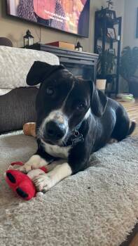 Rescue Basset Hound Dogs for Adoption in Owen Sound, Ontario - Charlie | PetCurious