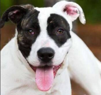 Rescue American Bulldog Dogs for Adoption in Roswell, Georgia - Chapman | PetCurious