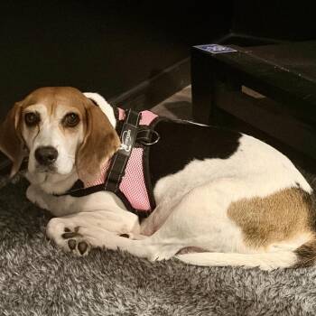 Tunie -  Beagle and Mixed Breed Dog for Adoption in Fredericksburg, Virginia - Tunie | PetCurious