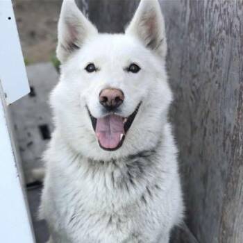 Husky Dogs Available for Adoption in Anchorage, Alaska - Heidi | PetCurious