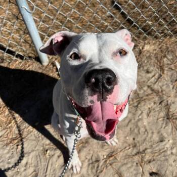Melo -  Mixed Breed Dog for Adoption in New York, New York - Melo | PetCurious
