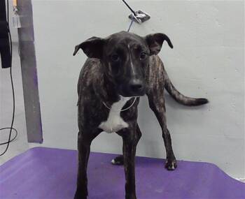 Rescue German Shepherd Dog and Mixed Breed Dogs for Adoption in Houston, Texas - STORMY | PetCurious