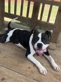 261124 Baby Girl -  Pit Bull Terrier Dog for Adoption in Wetumpka, Alabama - 261124 Baby Girl | PetCurious