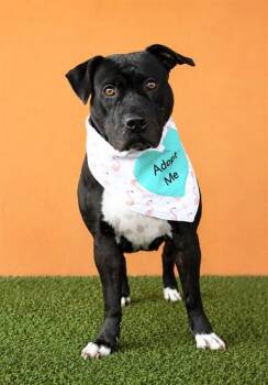 LOONIE -  American Staffordshire Terrier and Mixed Breed Dog for Adoption in Doral, Florida - LOONIE | PetCurious