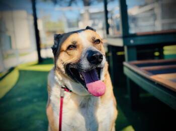 Carolina Dog and Mixed Breed Dogs Available for Adoption - KAYA | PetCurious