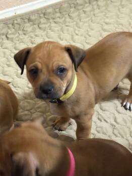 Terrier Dogs Available for Adoption in Lakeland, Florida - Sun - Rumor | PetCurious