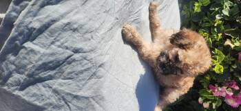 Emerald -  Cockapoo Dog for Adoption in Torrance, California - Emerald | PetCurious