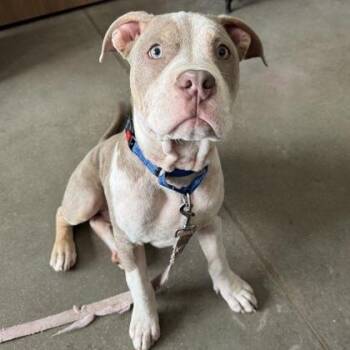 Rubble -  Mixed Breed Dog for Adoption in Janesville, Wisconsin - Rubble | PetCurious