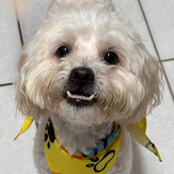 Rescue Maltese and Poodle Dogs for Adoption in Newark, New Jersey - Maui | PetCurious