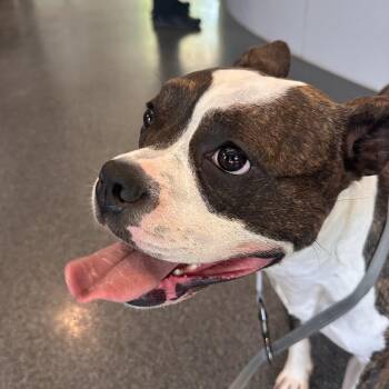 Cinnamon -  Mixed Breed Dog for Adoption in Allentown, Pennsylvania - Cinnamon | PetCurious