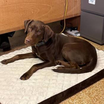 Labrador Retriever and Doberman Pinscher Dogs Available for Adoption in Vancouver, Washington - Journey | PetCurious