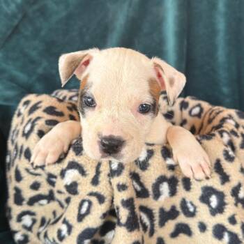 Snow White -  American Staffordshire Terrier and Mixed Breed Dog for Adoption in Murray, Utah - Snow White | PetCurious