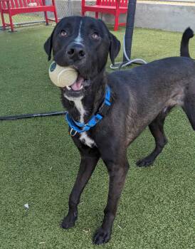 Dexter -  Labrador Retriever and Retriever Dog for Adoption in Newport, New Hampshire - Dexter | PetCurious