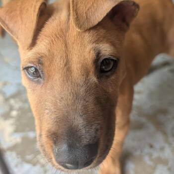 Joey fka Tupac -  Mixed Breed Dog for Adoption in Washington, Pennsylvania - Joey Fka Tupac | PetCurious