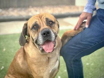 Rescue Mastiff Dogs for Adoption in Rolling Hills Estates, California - Cosmos | PetCurious