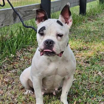 American Staffordshire Terrier Dogs Available for Adoption in Cleveland, Texas - Bonnie | PetCurious