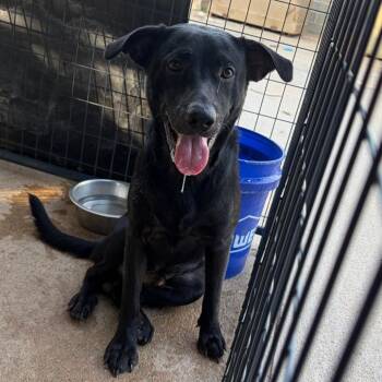 Bruce Wayne -  Black Labrador Retriever and Mixed Breed Dog for Adoption in Lake Jackson, Texas - Bruce Wayne | PetCurious