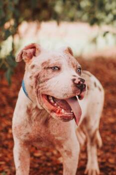 93002a Wyatt -  American Staffordshire Terrier and Mixed Breed Dog for Adoption in North Charleston, South Carolina - 93002a Wyatt | PetCurious