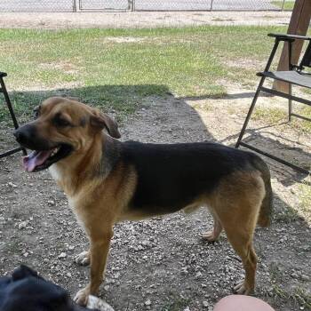 Rescue Mixed Breed and Shepherd Dogs for Adoption in Oakdale, Louisiana - Flop | PetCurious