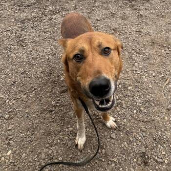 Tucker -  Shepherd Dog for Adoption in Redmond, Washington - Tucker | PetCurious
