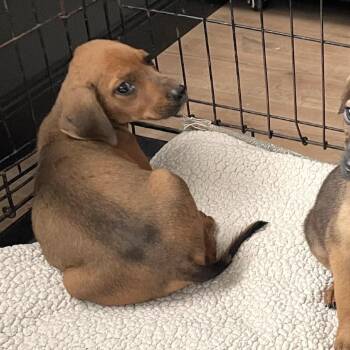 Finley -  Black Mouth Cur Dog for Adoption in Livingston, Texas - Finley | PetCurious