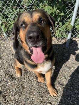 PUMBA -  Bloodhound and German Shepherd Dog Dog for Adoption in Fairbanks, Alaska - PUMBA | PetCurious