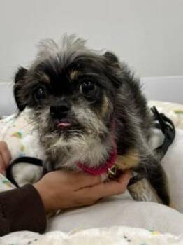Kole -  Shih Tzu and Yorkshire Terrier Dog for Adoption in Tifton, Georgia - Kole | PetCurious