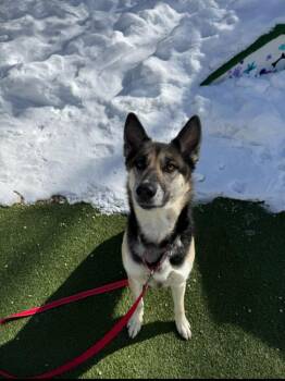 Siberian Husky and German Shepherd Dog Dogs Available for Adoption - Mystery | PetCurious