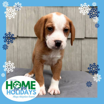 Rescue Boxer and Beagle Dogs for Adoption in Cincinnati, Ohio - Will | PetCurious