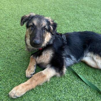 Moises -  German Shepherd Dog Dog for Adoption in Tampa, Florida - Moises | PetCurious