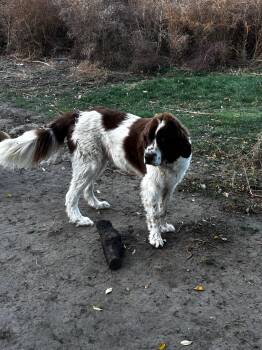 Rescue Newfoundland Dog and Saint Bernard Dogs for Adoption in Aspen, Colorado - Gordon | PetCurious