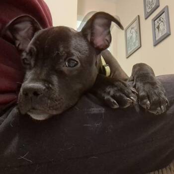 Mixed Breed and Pit Bull Terrier Dogs Available for Adoption in Hilton, New York - Marvin | PetCurious