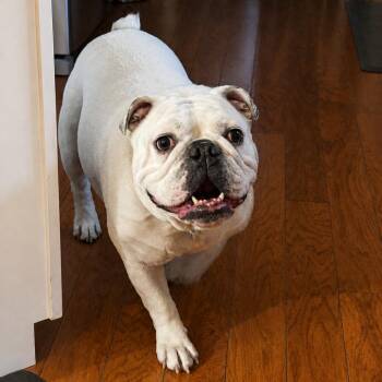 English Bulldog Dogs Available for Adoption in New Orleans, Louisiana - Bud (Benefactor Adult) | PetCurious