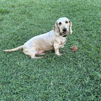 Cody -  Wirehaired Dachshund Dog for Adoption in Chickasha, Oklahoma - Cody | PetCurious