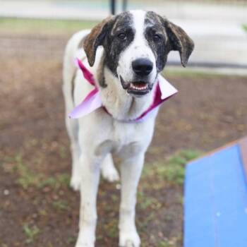 Pointer Dogs Available for Adoption in San Antonio, Texas - LOLITA | PetCurious