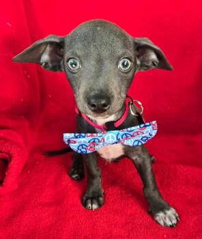 Rescue Chiweenie and Wirehaired Terrier Dogs for Adoption in Grand Prairie, Texas - FRISCO | PetCurious