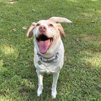 Joanna -  Mixed Breed Dog for Adoption in Auburn, Alabama - Joanna | PetCurious