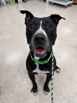 Rescue Pit Bull Terrier Dogs for Adoption in Teterboro, New Jersey - Buddy | PetCurious