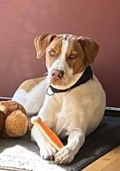 Beagle Dogs Available for Adoption - Minnie | PetCurious