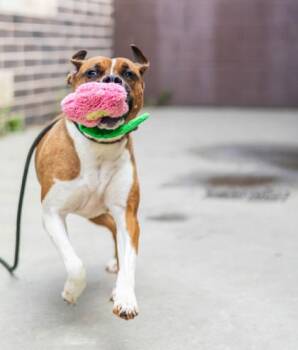 Kassie -  Mixed Breed Dog for Adoption in Chamblee, Georgia - Kassie | PetCurious