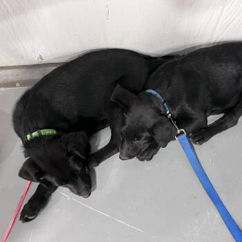 Black Labrador Retriever and Mixed Breed Dogs Available for Adoption in Lenoir, North Carolina - BB(Edwards Litter) | PetCurious