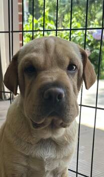 WALLY (Mini Hippo) only 15 lbs -  Mixed Breed and Cocker Spaniel Dog for Adoption in Elyria, Ohio - WALLY (Mini Hippo) Only 15 Lbs | PetCurious