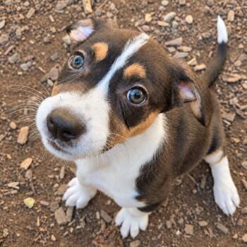 Betty -  Australian Shepherd and Mixed Breed Dog for Adoption in Mundelein, Illinois - Betty | PetCurious