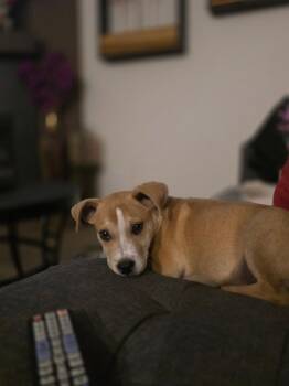 Cattle Dog Dogs Available for Adoption - Noodles & Co | PetCurious