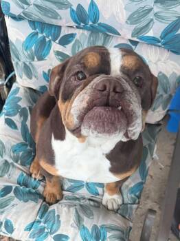 English Bulldog Dogs Available for Adoption in Fosters, Alabama - BOBBLE | PetCurious