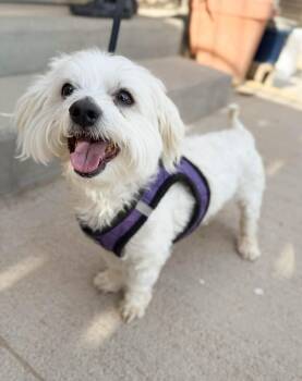 Maltese Dogs Available for Adoption in Severance, Colorado - Maverick | PetCurious