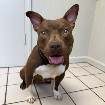 Pit Bull Terrier and English Bulldog Dogs Available for Adoption - TUSC-Stray-83486 | PetCurious