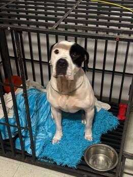 Rescue Dogo Argentino and English Bulldog Dogs for Adoption in Kansas City, Missouri - Krew | PetCurious