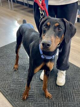 Doberman Pinscher Dogs Available for Adoption - Jaden | PetCurious