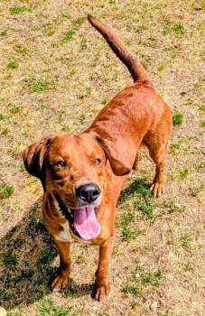 Hermes -  Labrador Retriever Dog for Adoption in Colonial Heights, Virginia - Hermes | PetCurious
